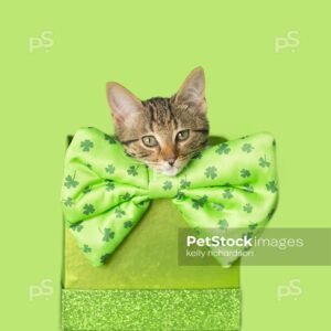 Brown tabby kitten leprechaun inside of a green gift box, wearing a St. patricks Day shamrock bow tie, green background.