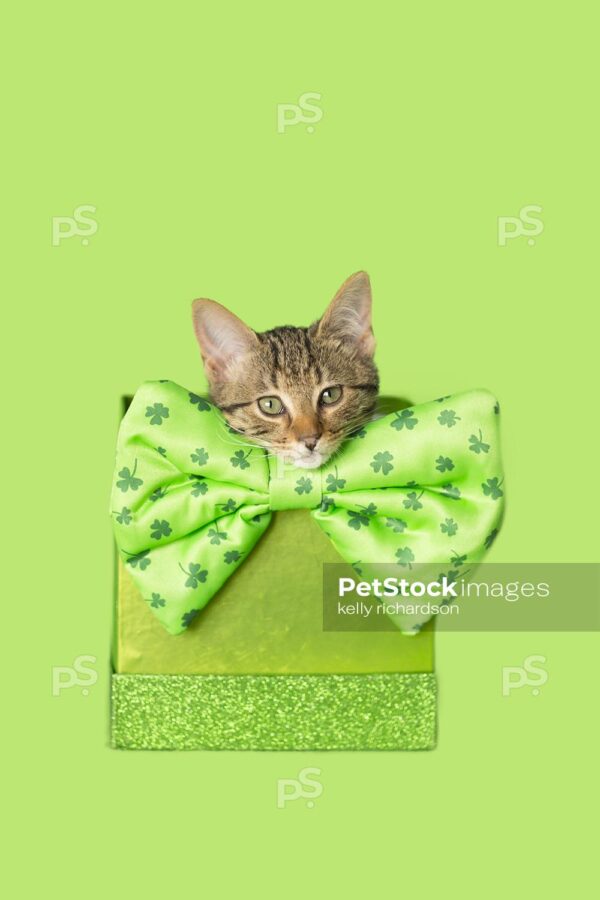 Brown tabby kitten leprechaun inside of a green gift box, wearing a St. patricks Day shamrock bow tie, green background.