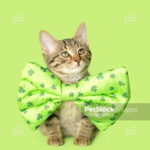 Brown tabby kitten wearing shamrock bow tie, green background.