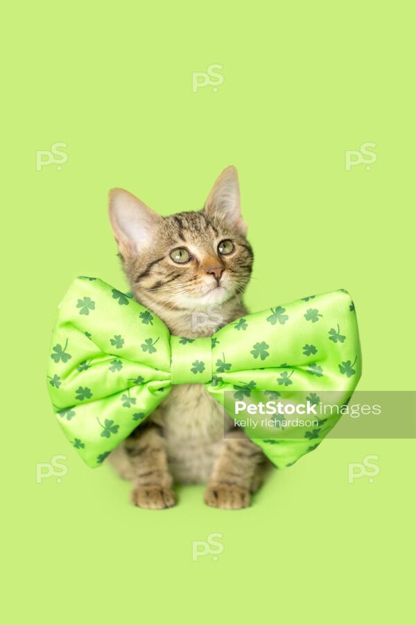 Brown tabby kitten wearing shamrock bow tie, green background.