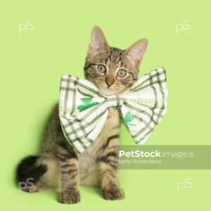 Brown tabby kitten leprechaun wearing a white decorated st patricks day bow tie, green, background.