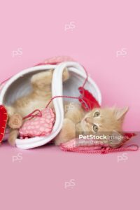 Orange tabby kitten playing in white basket with heart garland decoration pink