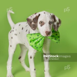 Dalmatian Puppy celebrates St. Patrick's Day wearing green shamrock clover bow tie, green background.