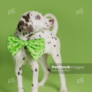 Dalmatian Puppy celebrates St. Patrick's Day wearing green shamrock clover bow tie, green background.