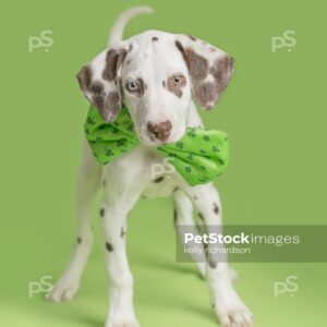 Dalmatian Puppy celebrates St. Patrick's Day wearing green shamrock clover bow tie, green background.