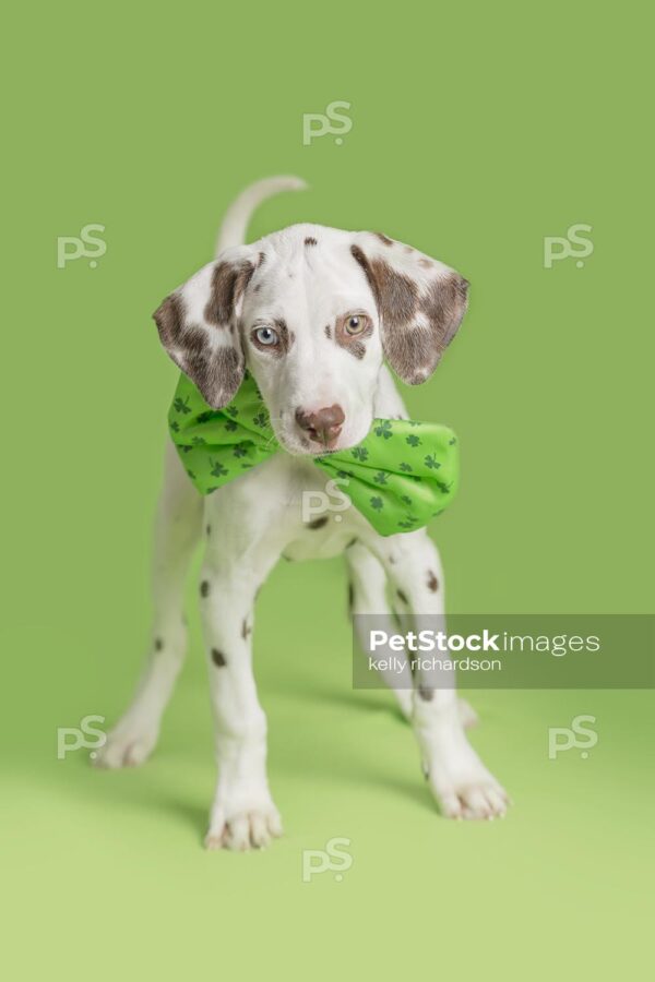 Dalmatian Puppy celebrates St. Patrick's Day wearing green shamrock clover bow tie, green background.