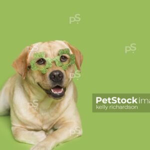 Yellow Labrador Retriever Puppy dressed up for St. Patricks Day wearing green shamrock sun glasses, green background.