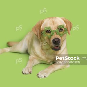 Royalty Free Stock Photo of a Yellow Labrador Puppy wearing funny, green shamrock sunglasses to celebrate St. Patrick's Day, green background.