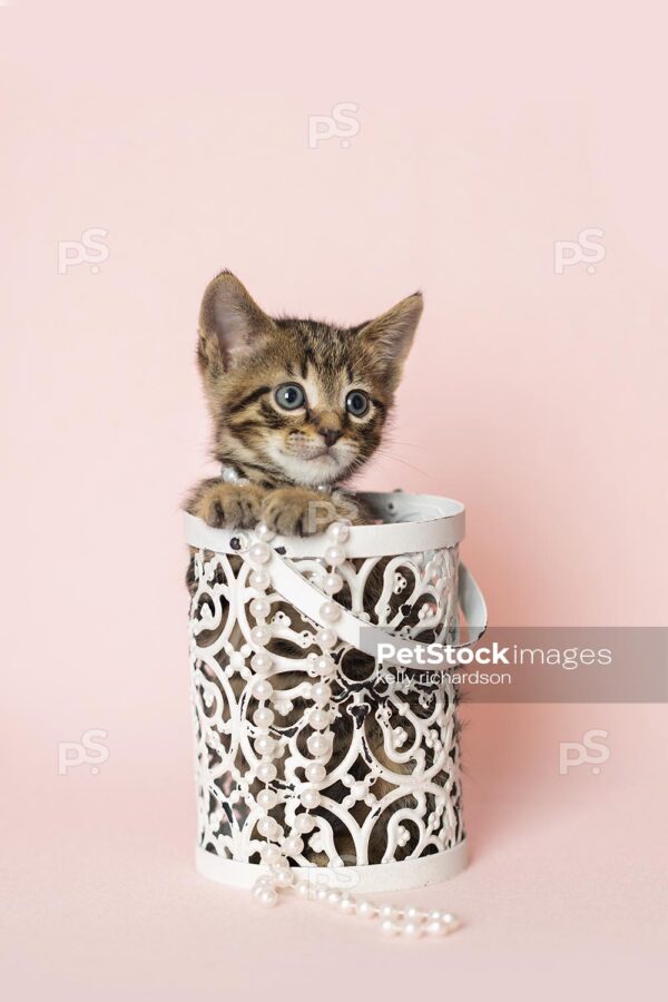 Young brown tabby kitten playing with white pearls jewelry, inside of a white metal decorative container, light pink background.