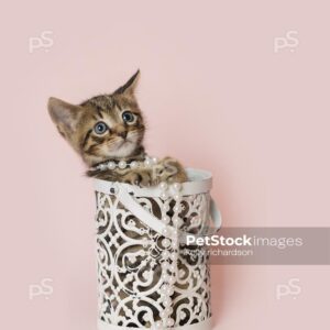 Young brawn tabby kitten playing inside of a white metal decorative container, light pink background.