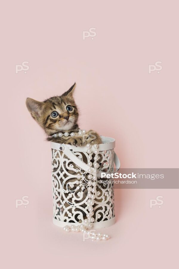 Young brawn tabby kitten playing inside of a white metal decorative container, light pink background.