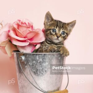 Brown tabby kitten playing inside a silver metal bucket with a bouquet of roses, pink background.