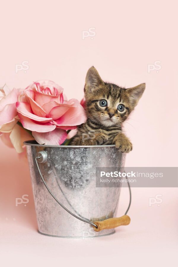 Brown tabby kitten playing inside a silver metal bucket with a bouquet of roses, pink background.