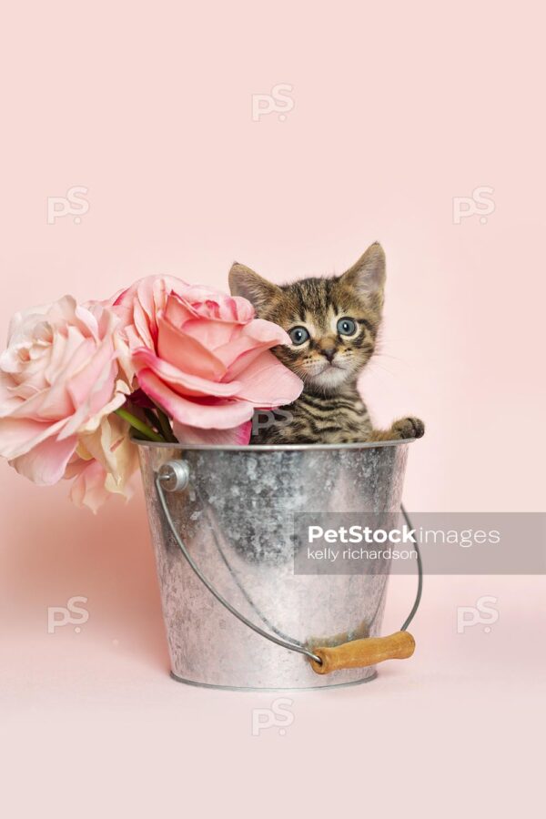 Brown tabby kitten playing inside a silver metal bucket with a bouquet of roses, pink background.