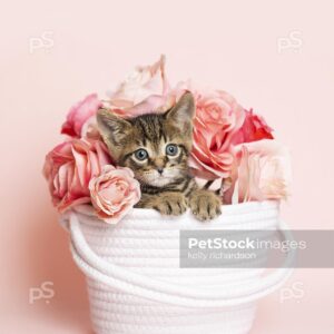 Brown tabby kitten playing in a white woven fabric yarn basket with a bouquet of roses, pink background.