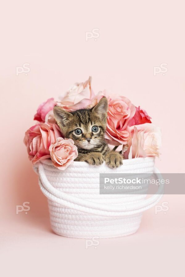 Brown tabby kitten playing in a white woven fabric yarn basket with a bouquet of roses, pink background.