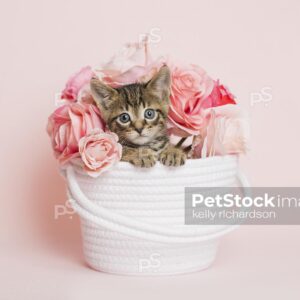 Photo Horizontal Shot of a brown tabby kitten inside a white basket with pink rose flowers, pink background.