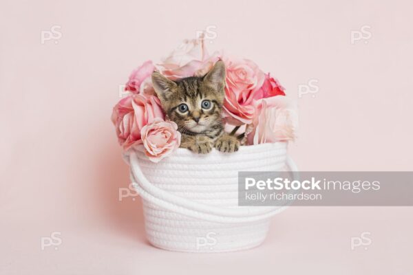 Photo Horizontal Shot of a brown tabby kitten inside a white basket with pink rose flowers, pink background.