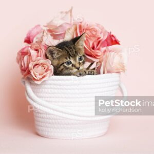 Brown tabby kitten playing in a white woven fabric yarn basket with a bouquet of roses, pink background.