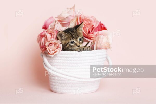 Brown tabby kitten playing in a white woven fabric yarn basket with a bouquet of roses, pink background.