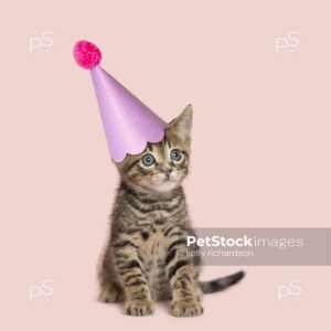 Baby brown tabby kitten sitting alone on a pink background wearing a pink Birthday Party hat.