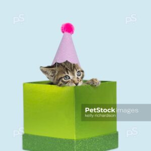 Photo of a brown tabby kitten wearing a pink Birthday Party hat sitting in a green gift box Birthday present,  light blue background.