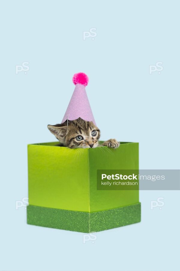 Photo of a brown tabby kitten wearing a pink Birthday Party hat sitting in a green gift box Birthday present,  light blue background.