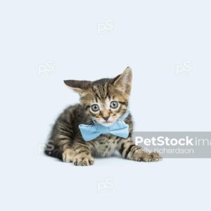 Photo of a Tiny brown tabby kitten wearing a blue bow tie collar, funny face expression with flat ears, light blue background.