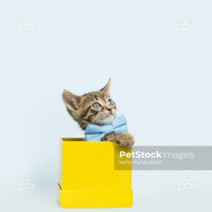 Tiny brown tabby kitten playing in a yellow gift box, light blue background.