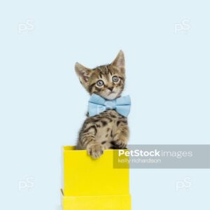 Photo of a Tiny brown tabby kitten standing upright tall in a yellow gift box, light blue background.