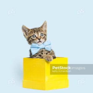 Photo of a Tiny brown tabby kitten looking funny face surprised in a yellow gift box, light blue background.