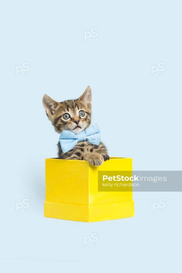 Photo of a Tiny brown tabby kitten looking funny face surprised in a yellow gift box, light blue background.