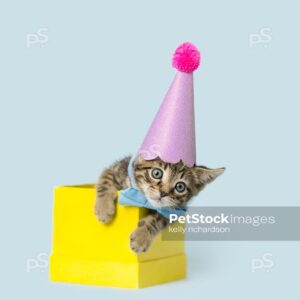 Photo of a Tiny brown tabby kitten wearing a blue bow tie collar and a pink Birthday Party hat is jumping out of a yellow gift box, light blue background.