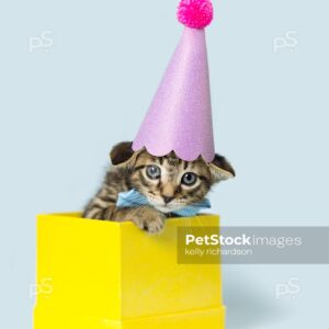 Photo of a Tiny brown tabby kitten wearing a blue bow tie collar and a pink Birthday Party hat inside a yellow gift box, light blue background.