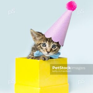 Photo of a Tiny brown tabby kitten wearing a blue bow tie collar and a pink Birthday Party hat inside a yellow gift box, light blue background.