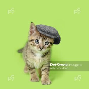 Small brown tabby kitten walking forward, wearing a gray beret hat, looking at camera on green background.