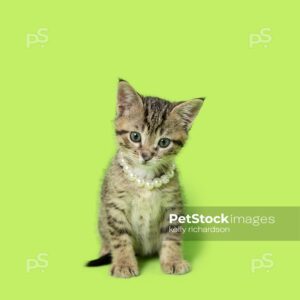 Photo of a Small brown tabby kitten wearing a strand of pearls on neck, green background.