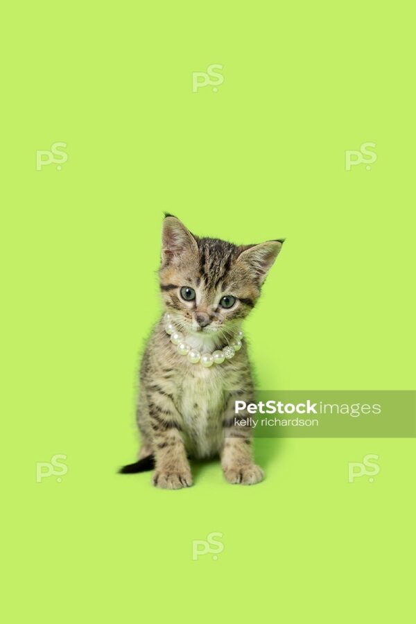 Photo of a Small brown tabby kitten wearing a strand of pearls on neck, green background.