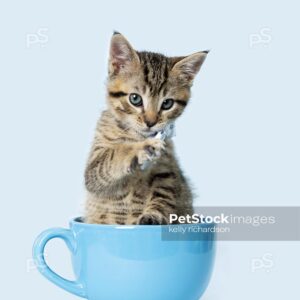 Photo of a Tabby Kitten in a blue coffee cup, wearing a blue plaid bow tie, blue background.