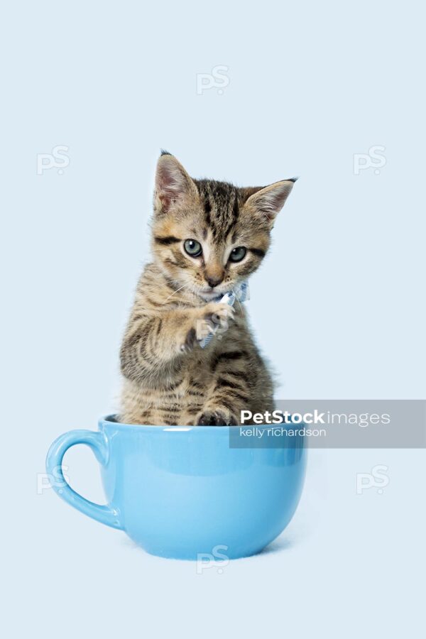 Photo of a Tabby Kitten in a blue coffee cup, wearing a blue plaid bow tie, blue background.