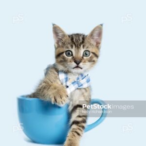 Photo of a Tabby Kitten in a blue coffee cup, wearing a blue plaid bow tie, blue background.