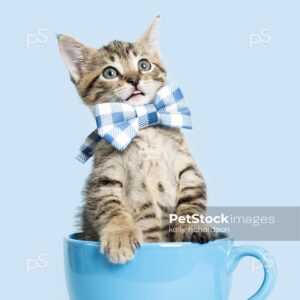 Photo of a Tabby Kitten in a blue coffee cup, wearing a blue plaid bow tie, blue background.