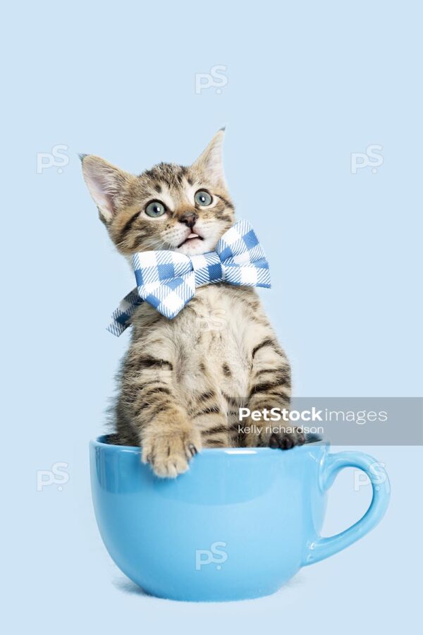 Photo of a Tabby Kitten in a blue coffee cup, wearing a blue plaid bow tie, blue background.