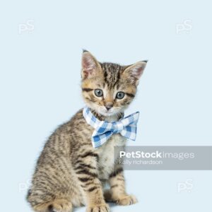 Photo of a Tabby Kitten wearing a blue plaid bow tie, blue background.