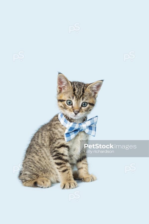 Photo of a Tabby Kitten wearing a blue plaid bow tie, blue background.