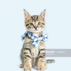 Photo of a Tabby Kitten wearing a blue plaid bow tie, blue background.