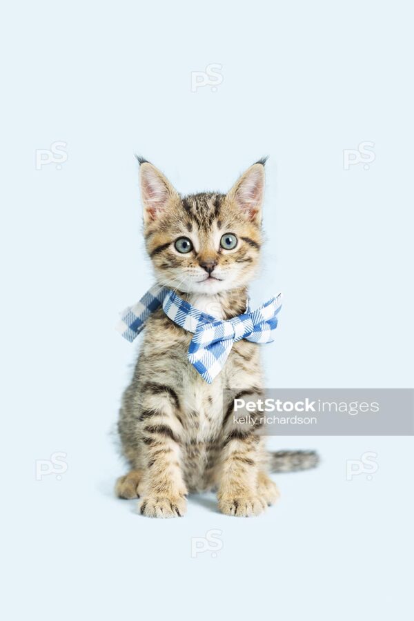 Photo of a Tabby Kitten wearing a blue plaid bow tie, blue background.