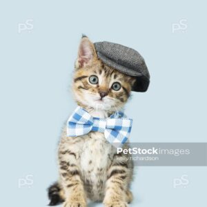 Photo of a Tabby Kitten wearing a blue plaid bow tie and a gray beret cap, hat, blue background.