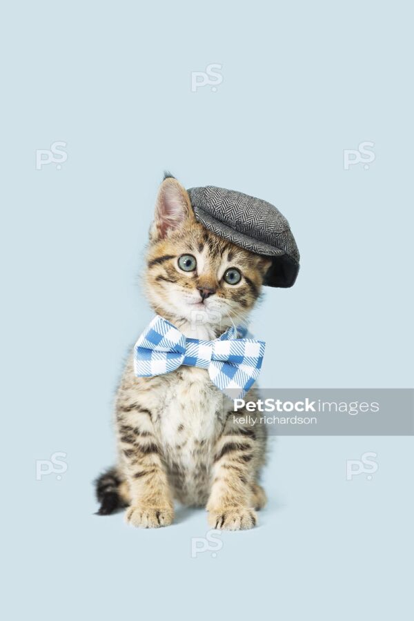 Photo of a Tabby Kitten wearing a blue plaid bow tie and a gray beret cap, hat, blue background.