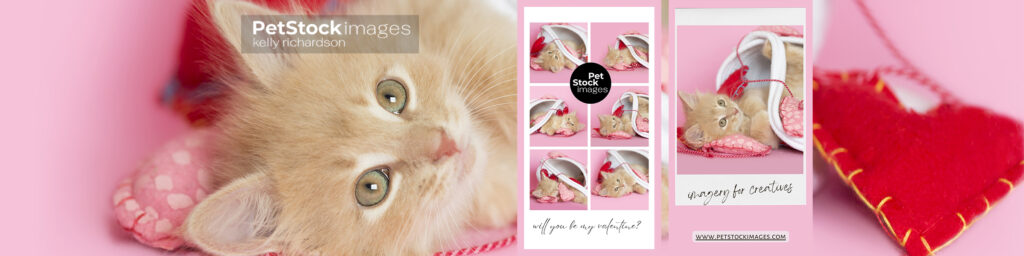 Valentines Day Kitten Images